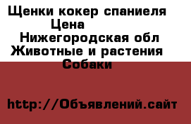 Щенки кокер спаниеля › Цена ­ 8 000 - Нижегородская обл. Животные и растения » Собаки   